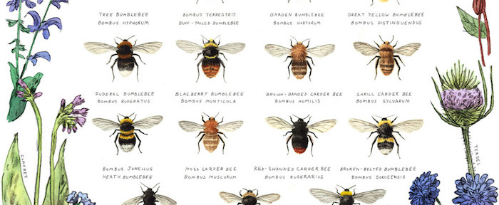 Bumble Bees of Britain // Lovely Lately // THE HIVE