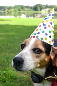 A Beagle Birthday Party // www.thehiveblog.com