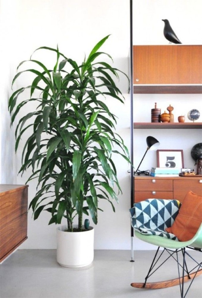 What I'm Loving: Plants in the baby's room // www.thehiveblog.com