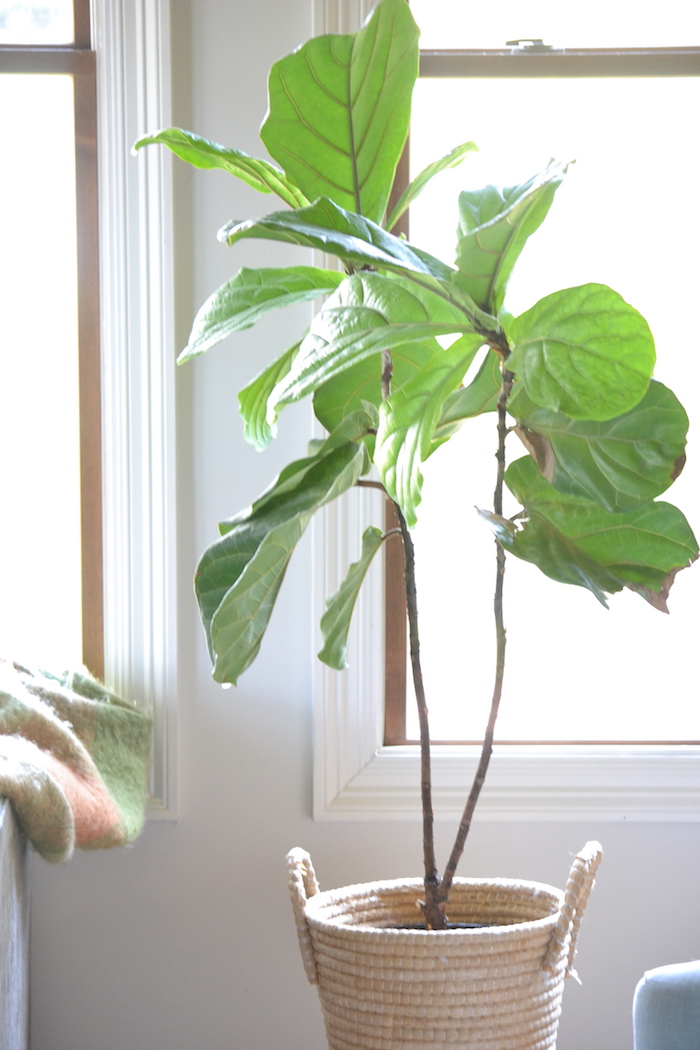How to keep your fiddle leaf fig from playing the violin // tips on keeping yours healthy and happy via thehiveblog.com