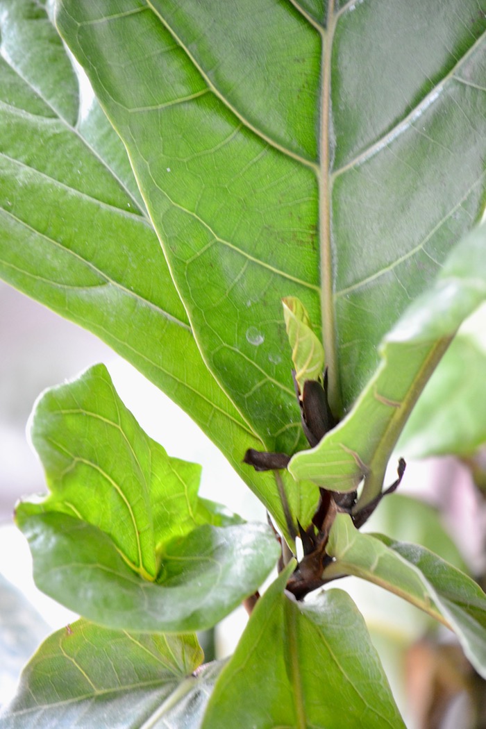 How to keep your fiddle leaf fig from playing the violin // tips on keeping yours healthy and happy via thehiveblog.com