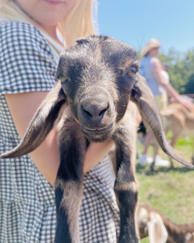 Cute Baby Goats!