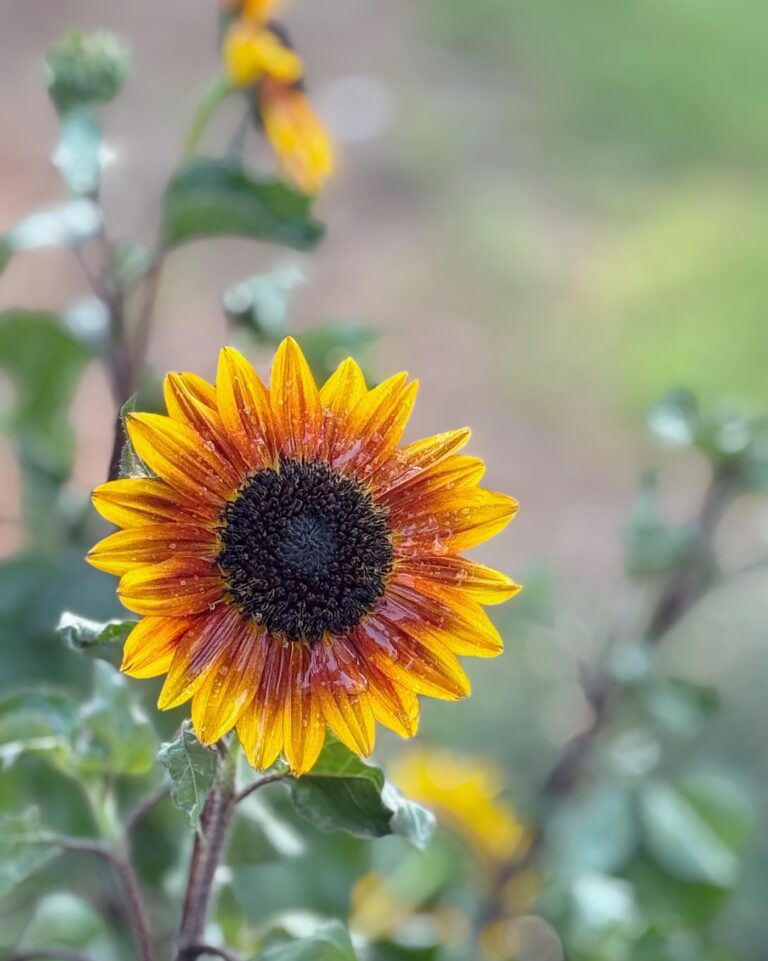 little joys for the wonder seekers